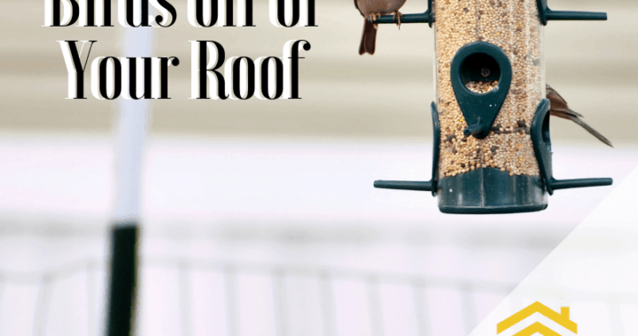 How to Keep Birds off of Your Roof