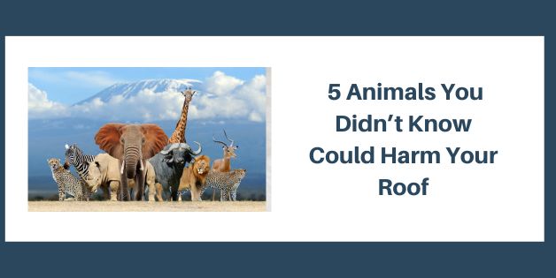 5 Animals You Didn't Know Could Harm Your Roof