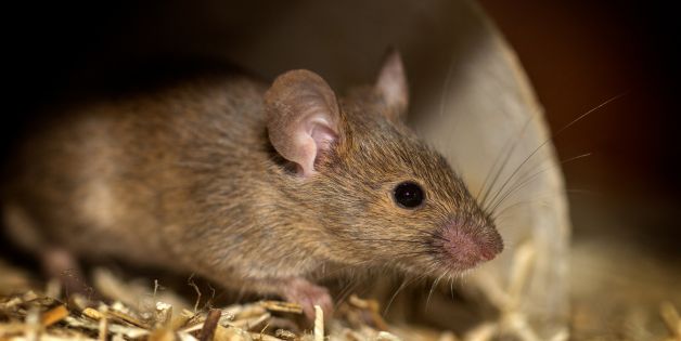 Rodents Can Damage Roofing
