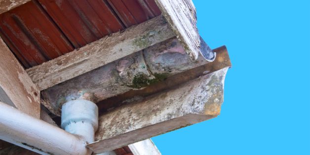 Gutter Mold and Mildew